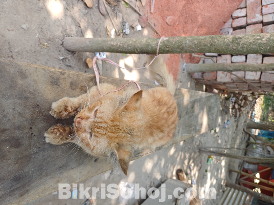 পারশিয়ান বিড়াল